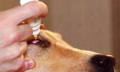 狗狗得脑炎是什么症状?