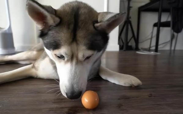 狗狗牙齿划破轻微出血怎么办