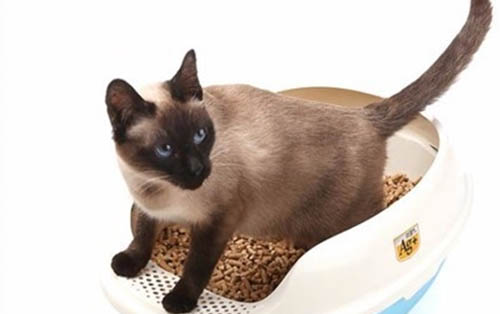 2个月的小猫适宜温度是多少