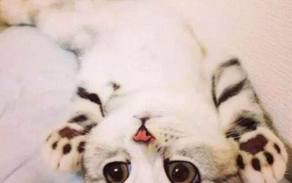 猫可以多久不吃东西