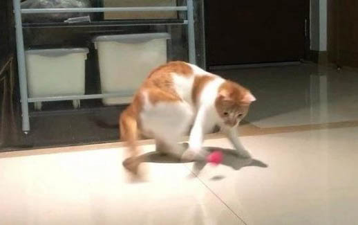 小猫为什么会那么害怕黄瓜原因