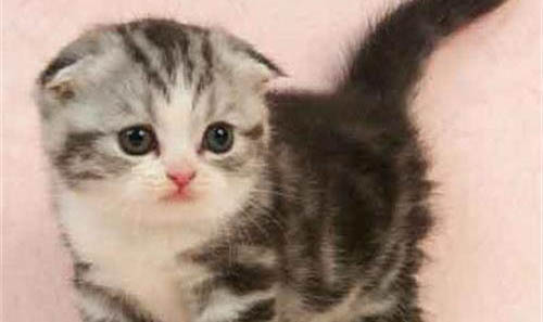 折耳猫有活过10年以上的吗