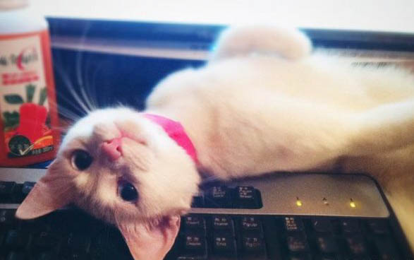 小猫腹部积水早期症状