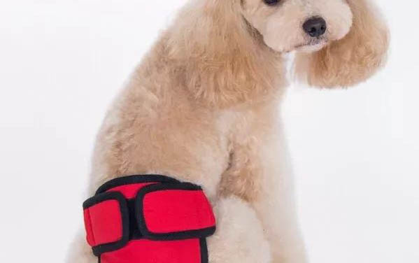 狗狗一直舔鼻子咽口水