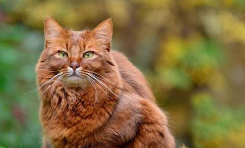 棉签可以阻止猫咪发情吗