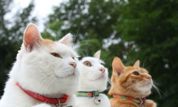 猫咪可以吃粽子吗?