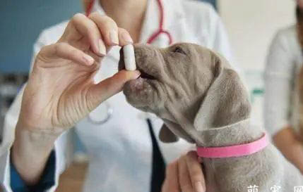 狗狗打疫苗后呕吐怎么办