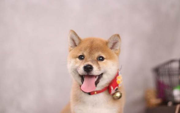 柴犬属于中型犬吗?