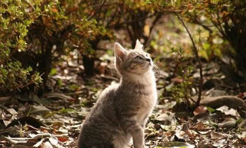 猫咪经常呕吐怎么办?