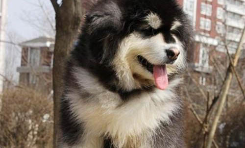 大型犬有哪些