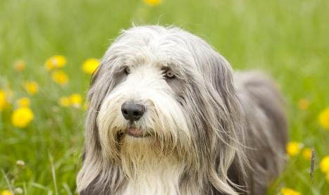 母犬例假期间需要注意什么