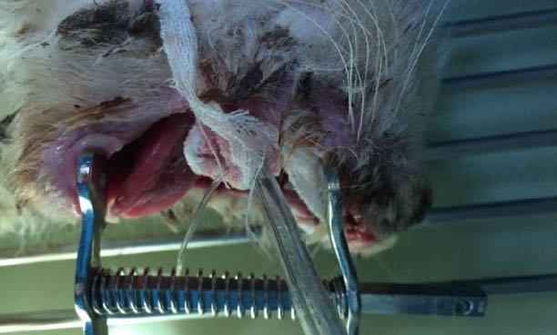 两只猫打架会打死吗