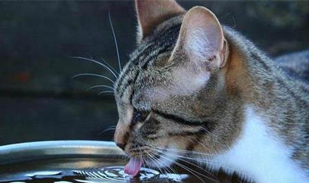猫咪一天不吃东西