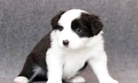 如何照顾生病的幼犬?