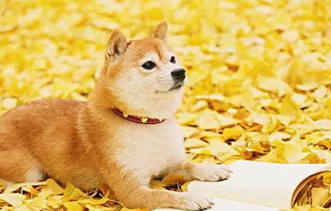 柴犬的优缺点及性格