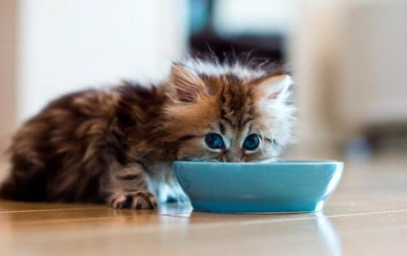 两个月的猫咪可以吃猫罐头吗
