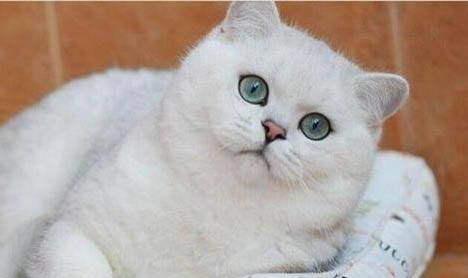 猫咪绝育有哪些好处