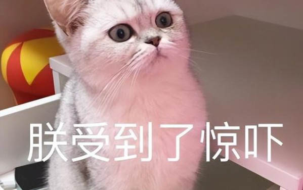 小猫需要买什么东西?