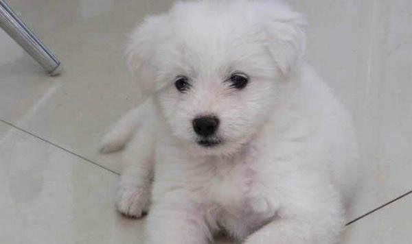 比熊犬泪痕的产生原因及处理方法