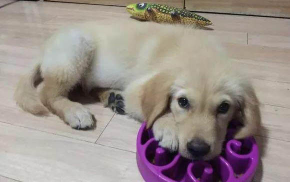 狗狗生完多久能洗澡