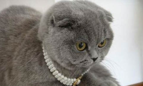 猫咪为什么不爱吃鱼?