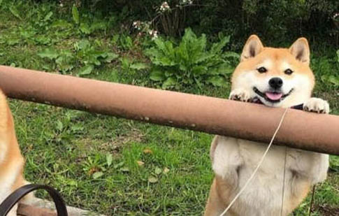 如何正确的遛狗 狗狗的运动量