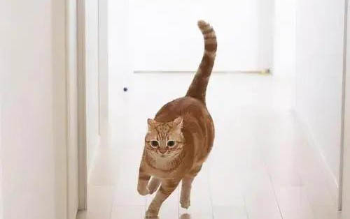 猫咪用爪子摸主人脸可以吗