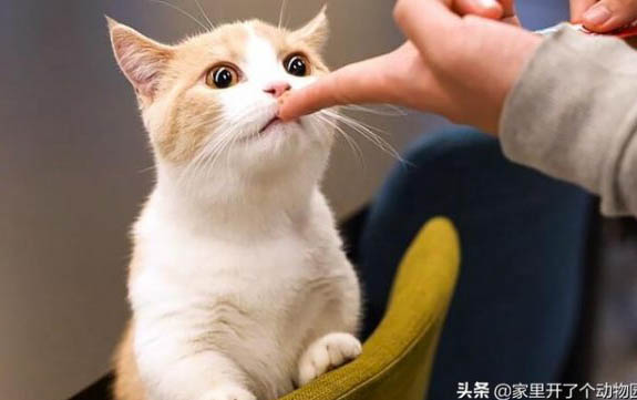 猫咪拉稀可以吃罐头吗