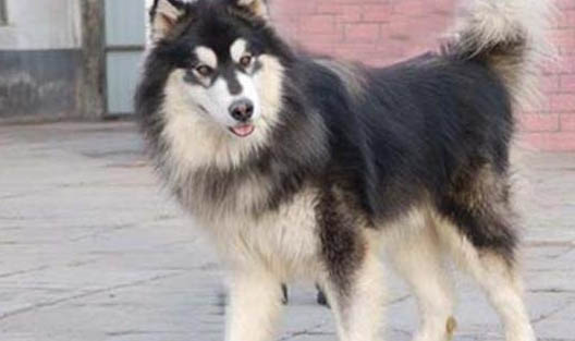 公犬发情期大概持续多久？