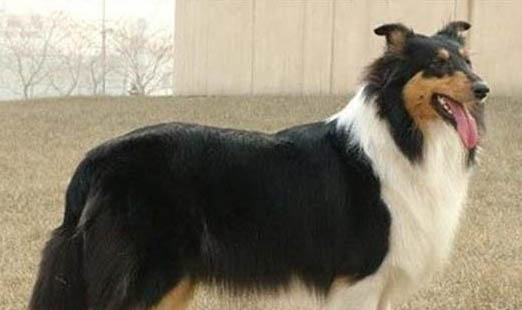 母犬一般下奶多久能生