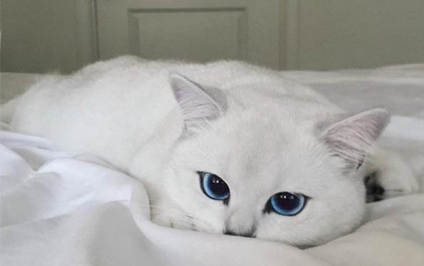 白毛蓝眼睛的猫都有哪些品种