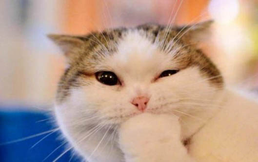 猫咪感冒症状有哪些