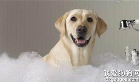 狗狗洗澡感冒了怎么办?