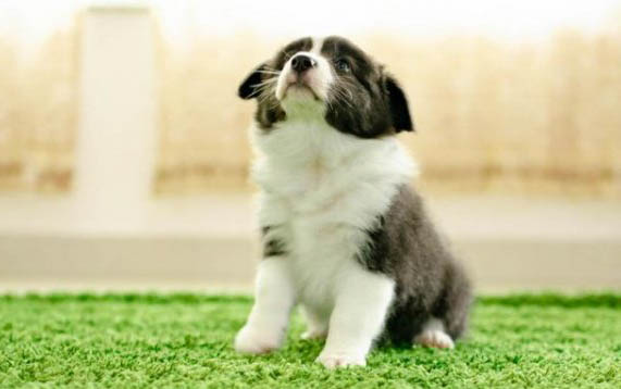 狗狗老舔爪子怎么回事?