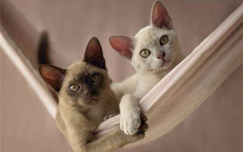 猫咪能吃土豆吗