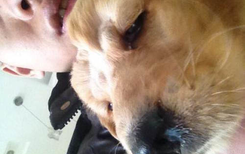 狗狗换牙期间食欲不好?