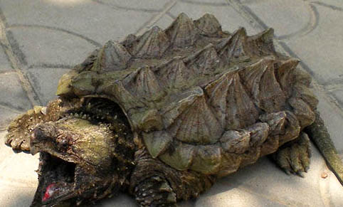 乌龟总是伸脖子是怎么回事？