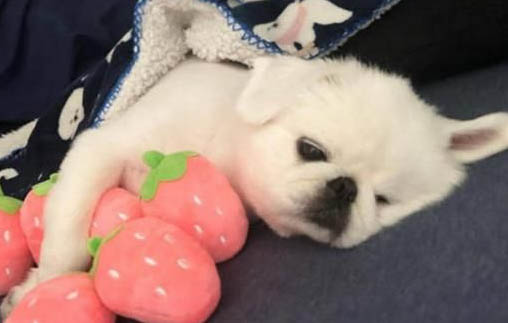 狗狗绝育后呼吸急促