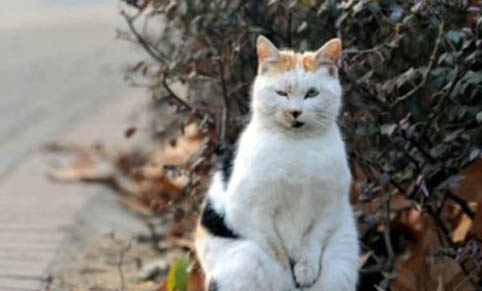 宠物猫猫可以托运吗