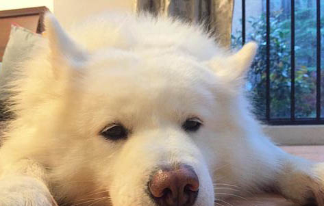 狗狗接生需要准备什么