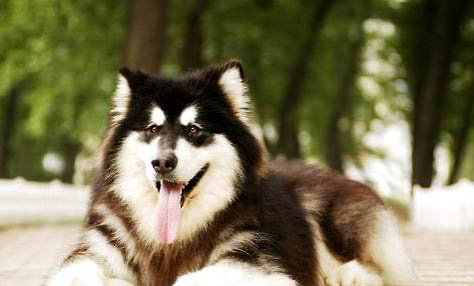 阿拉斯加雪橇犬的性格是什么样子