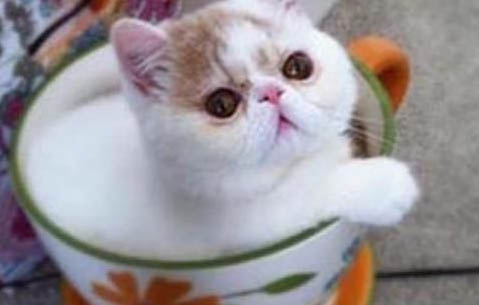 小猫能吃蛋黄吗？
