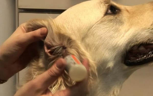 狗狗拉稀的现象和原因及处理方法