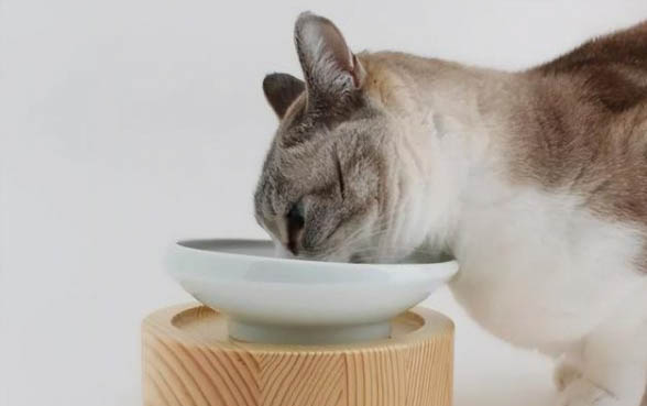 猫吐黄水是什么原因