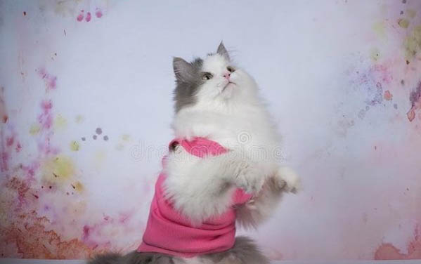 猫咪身上有红点点掉毛但没有猫藓是什么原因