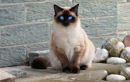 布偶猫与缅因猫哪个大