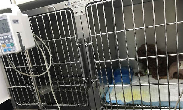 怎么样才能看出狗饿了呢