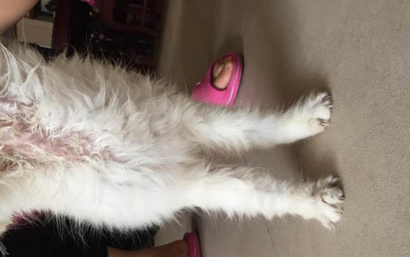 刚生的小猫多久可以吃东西