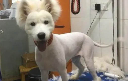 皮肤病狗狗会传染给人吗