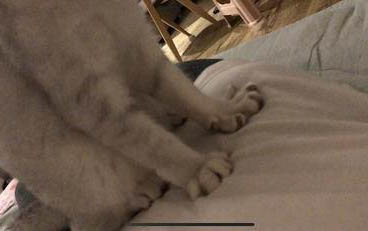 猫咪蹲着走路怎么回事